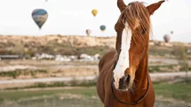 Kapadokya'da At Güzellik Yarışması