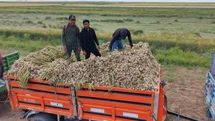 Aksaray’ın ata tohumundan yetiştirilen organik sarımsakların hasadı başladı