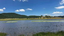 Yayla Gölü'nde Nilüferlerin Güzelliği