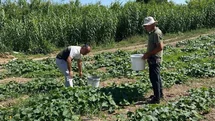 Didim’de salatalıklardan numuneler alındı