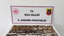 Bolu'da Yabani Salep Ceza Rekoru