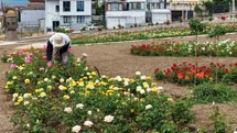 Başiskele'de Renkli Gül Bahçesi Açıldı