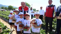 Çilek Hasadı Yenice'de Gerçekleştirildi
