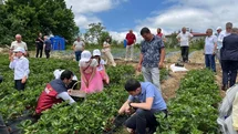 Yayla çileği aromasıyla öne çıkıyor