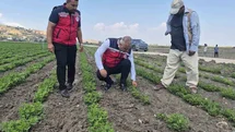 Antakya’da yer fıstığı üretimi yapılan araziler incelendi