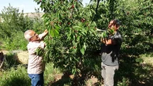 Malatya'da Kiraz Hasadı Sorunları