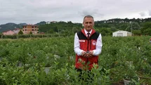 Ordu’da Maviyemiş Hasadı Başladı