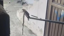 Adıyaman'da Eve Giren Yılan Yakalandı