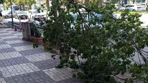 Kahta'da Şiddetli Rüzgar Ağaç Devrildi