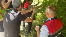 Karabük'te Samuray Arıcıkları Doğaya Salındı