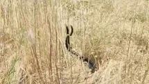 Elazığ'da Yılanların Dansı Görüntülendi