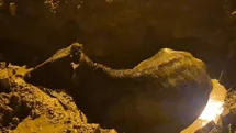 Afyonkarahisar'da İnek Kurtarıldı