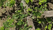 Düzce'de İtfaiye Iguana Kurtardı