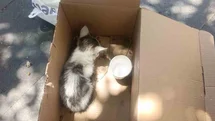 Siirt'te Yavru Kedi Kurtarıldı