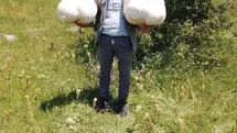 Sivas’ta Dev Mantar Bulundu