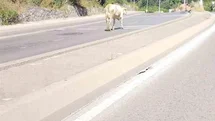 Ümraniye'de Cadde Ortasında Başıboş İnek Görüntülendi