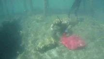 Gümüşlük'te Deniz Dibi Temizliği Devam Ediyor