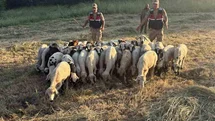 Tunceli'de Kayıp Hayvanlar Bulundu