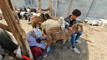 Adilcevaz'da Yayla Mevsimi Yoğun Geçiyor
