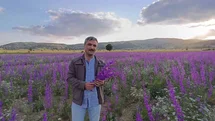 Yozgat'ta Mor Çiçekler Görsel Şölen Sunuyor