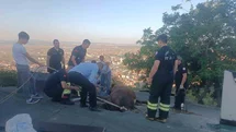 Afyonkarahisar'da Çatı Çöktü, İnek Kurtarıldı
