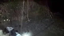 Çukura düşen ineği itfaiye kurtardı