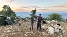 Mersin’de kayıp 40 küçükbaş dronla bulundu