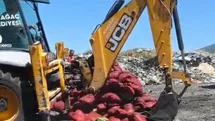 Manisa’da menşei belirsiz midyeler imha edildi