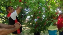 Aydın’da kiraz hasadı sürüyor