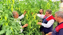 Mersin’de kapya biber üretimi yerinde incelendi