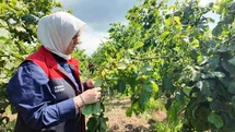 Yeni sezon öncesi fındık bahçelerinde saha incelemeleri sürüyor
