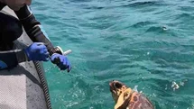 Muğla'da Deniz Kaplumbağası Kurtarıldı