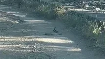 Bingöl'de Yılanların Dansı Görüntülendi
