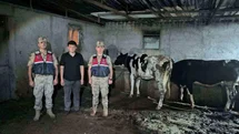 Kilis'te Kayıp Hayvanlar Bulundu
