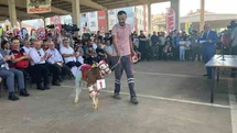 Otuz Buzağı Arasında En Güzeli Seçildi