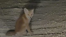 Pülümür'de Yavru Tilkiler Yola Çıktı