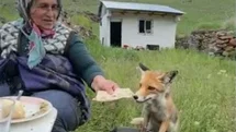 Ardahan'da Tilkiyle İlginç Anlar