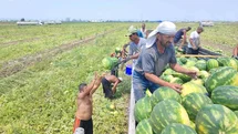 Adana'da Karpuz İşçileri Zorlu Şartlarda Çalışıyor