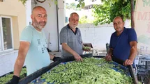 Aydın'da Bamya Hasadı Başladı