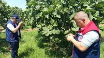Kuyucak'ta İncir Üreticilerine Uyarı Yapıldı