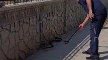 Hastane yanında görülen yılan paniğe neden oldu