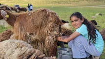 Muş’ta yayla mesaisi başladı: Lezzetli sütün sırrı dağlarda saklı