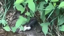 Artvin’de yılanın balık avı kamerada