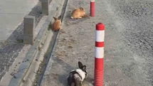 Atakum Sahilinde Tavşanlar İlgi Odağı Oldu