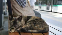 Kocaeli'de Tramvay Durağında Yaşayan Kedi