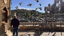 Kahramanmaraş'ta Taksicilerin Güvercin Dayanışması