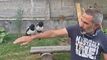 Erzincan’da ağaçtan düşen yavru kuşları sahiplenerek doğaya kazandırıyor