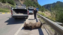 Karabük'te Yaralı Ayı Çayda Bulundu