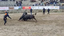 Ayder'de Boğa Güreşleri Başladı
