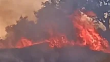 Aydın'da Zirai Alan Yangını Kontrol Altına Alındı